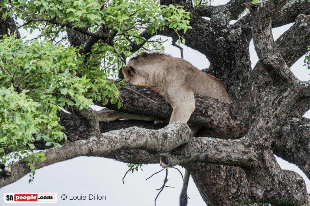 Lion in tree, South Africa