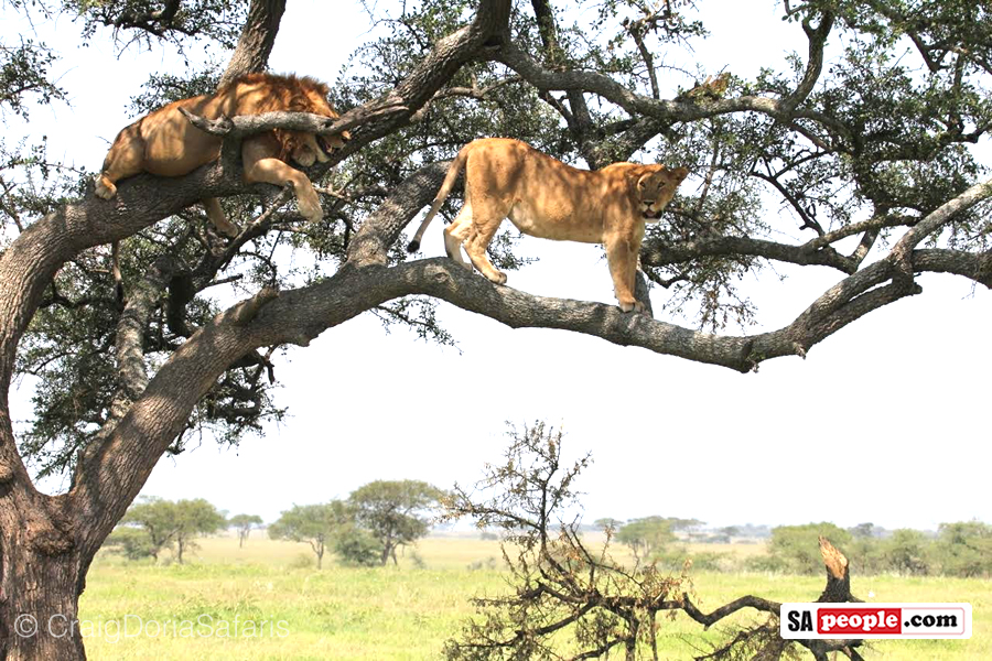 Lions in tree, Tanzania
