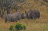 Black Rhino mating in South Africa