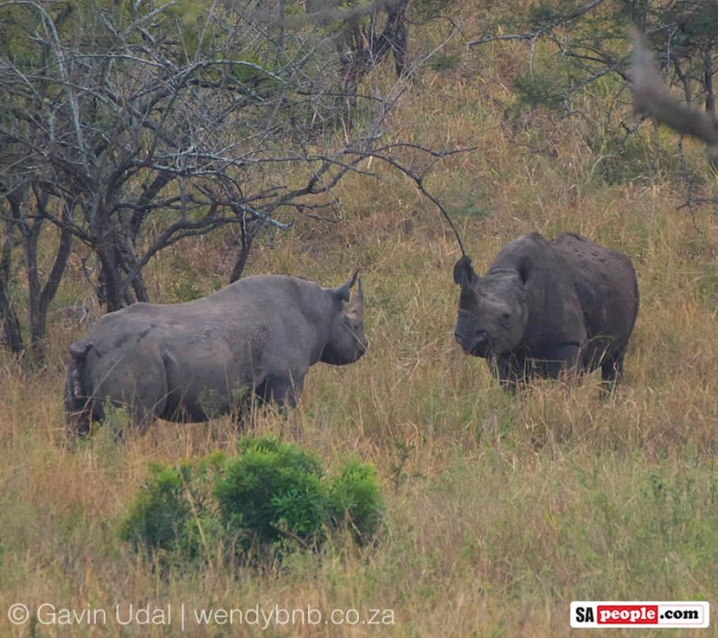 Black Rhino mating in South Africa