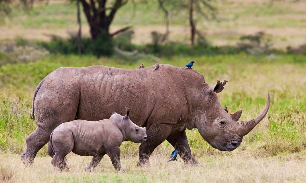 The SanWild Rhino Sanctuary