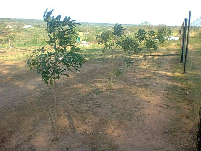 Nkosinathi's trees