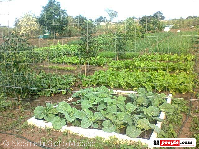 Nkosinathi's vegetable garden