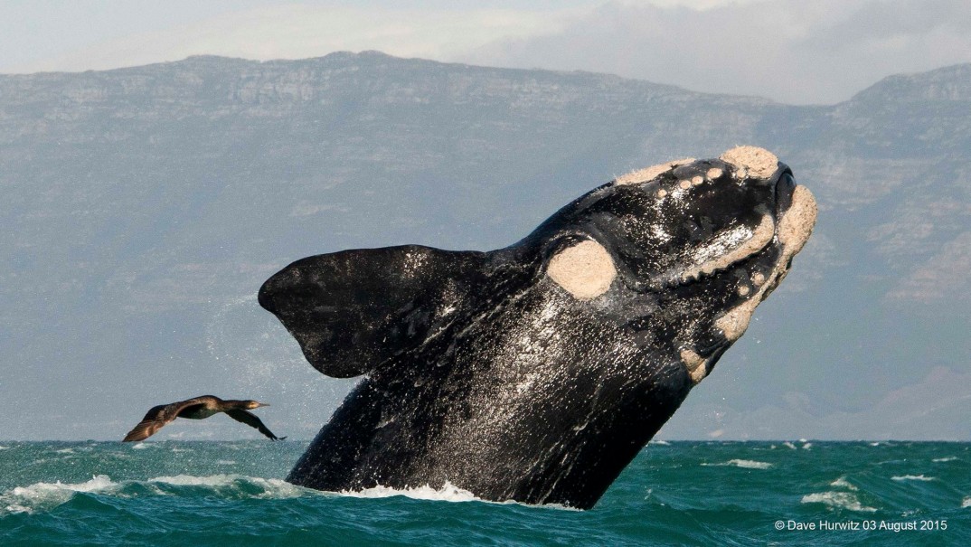 Whale South Africa