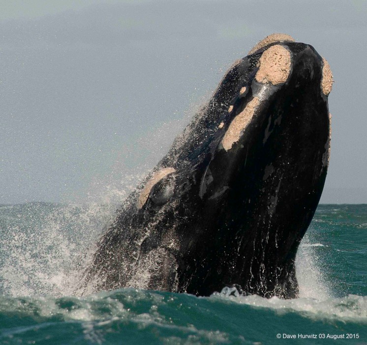 Whale South Africa