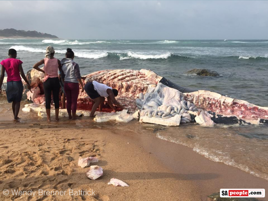 Whale carcass, Zinkwazi Beach, South Africa