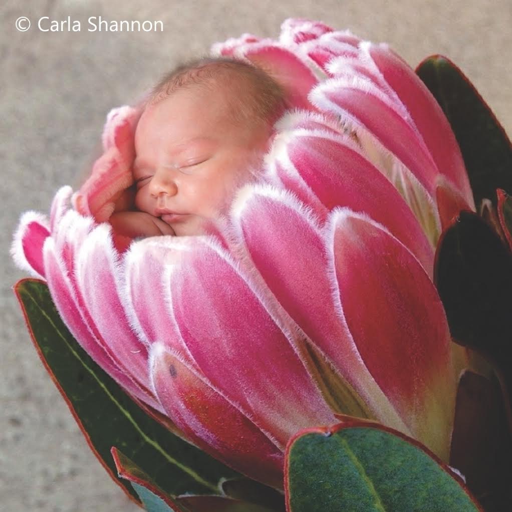 South African baby in Protea flower