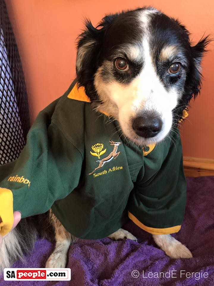 Springbok Fan!