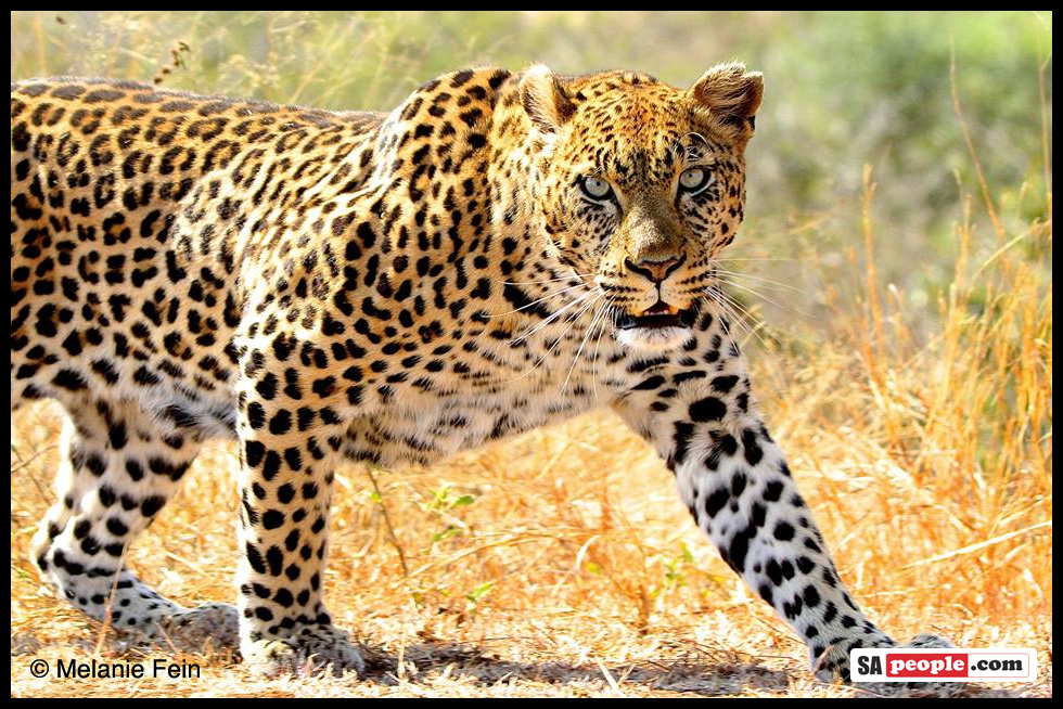 A leopard at Kruger National Park.
