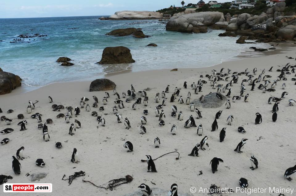 Penguins at Boulders Beach, South Africa