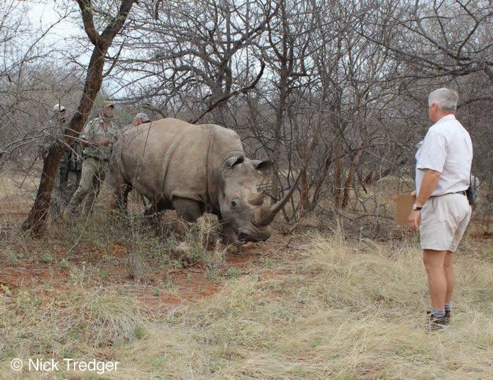 Rhino leaving South Africa