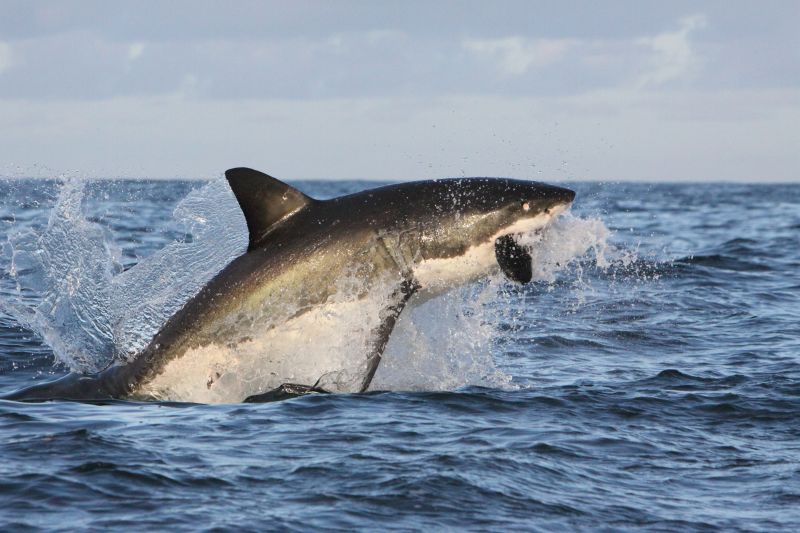 Flying Great White Shark of False Bay. Photo_ Rob Lawrence. Source: FB/Shark Spotters