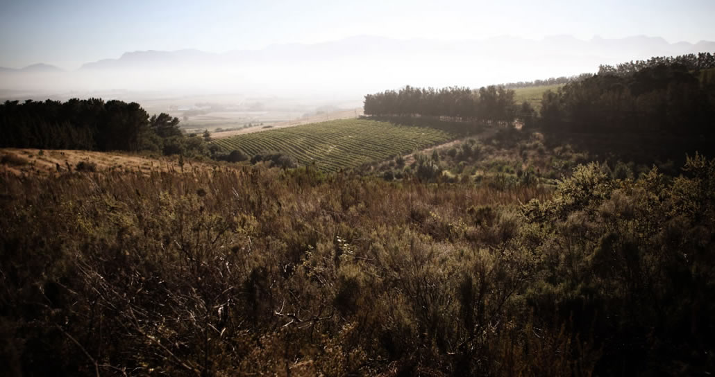 Backsberg Wine Estate South Africa
