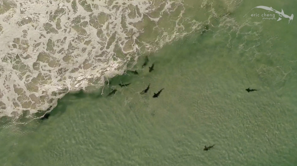 Aerial view of sharks, South Africa
