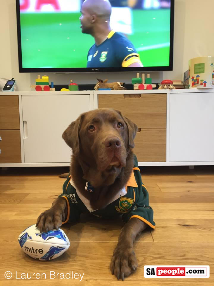 Lauren Bradley: Here's our dog Boris cheering on his Boks from our living room here in England!