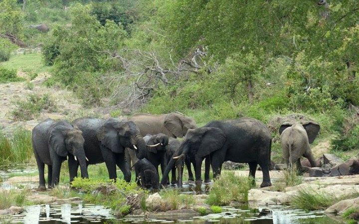 Elephant Poaching South Africa