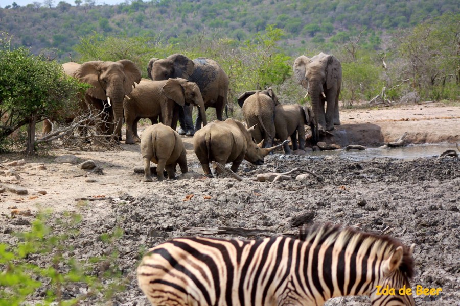 Wildlife during drought in South Africa