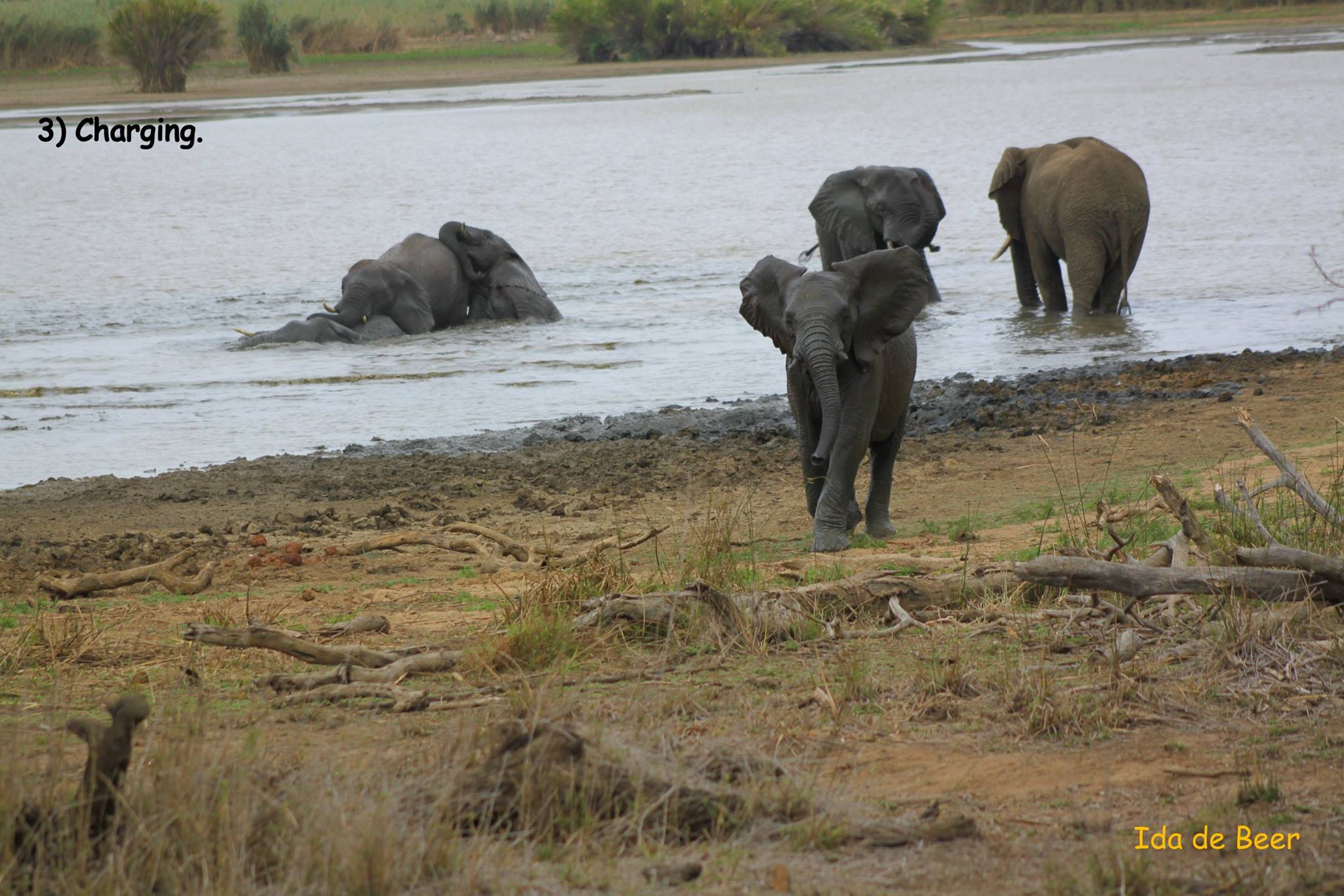 Elephant Story South Africa