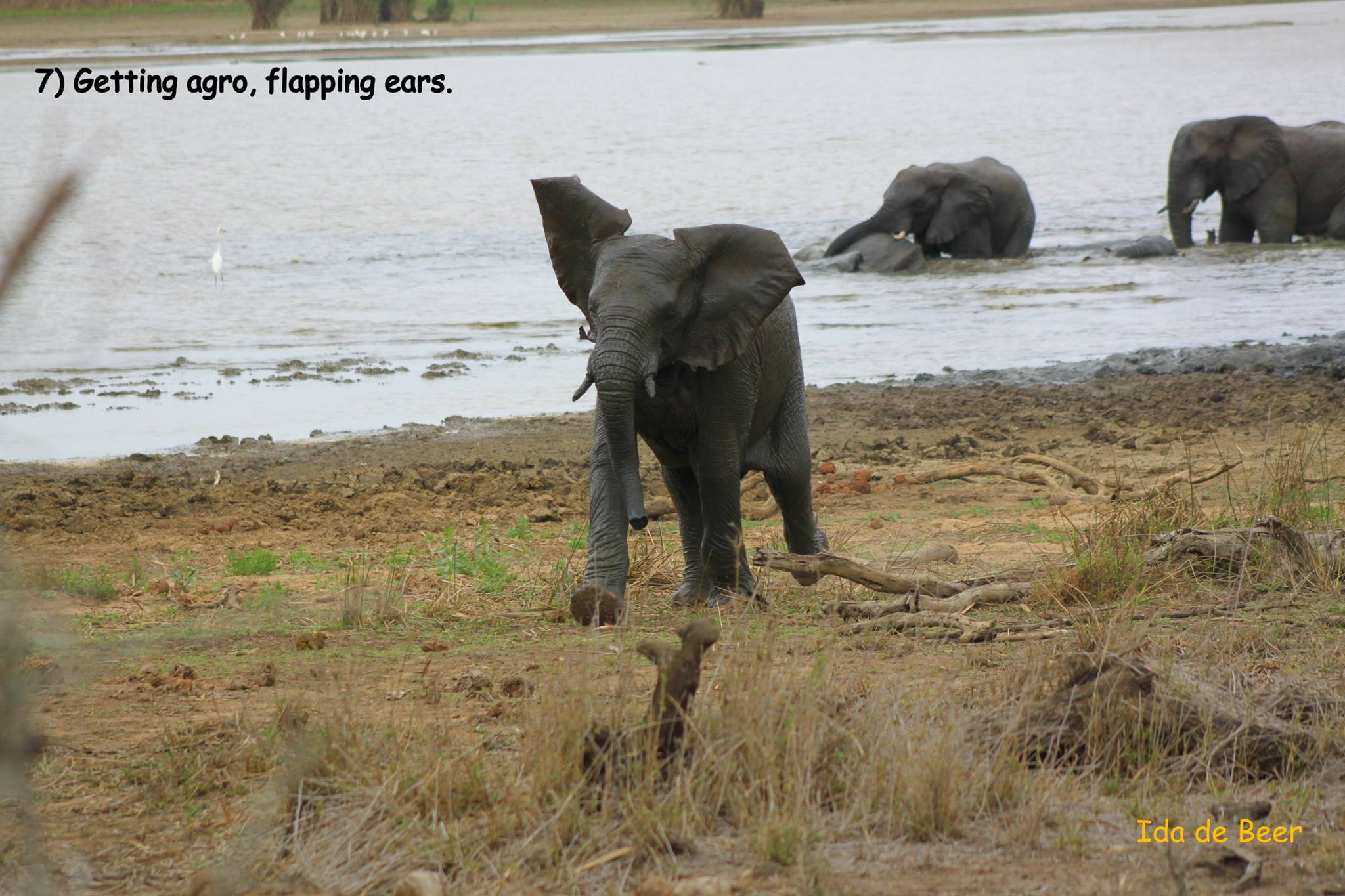 Elephant Story South Africa