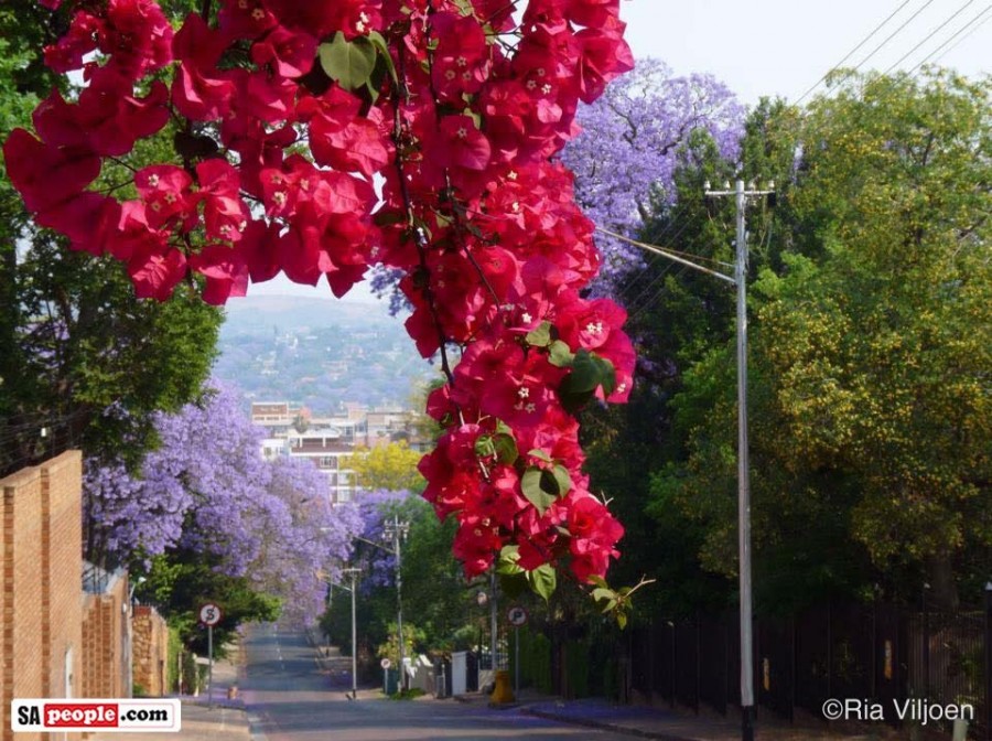 Jacarandas South Africa