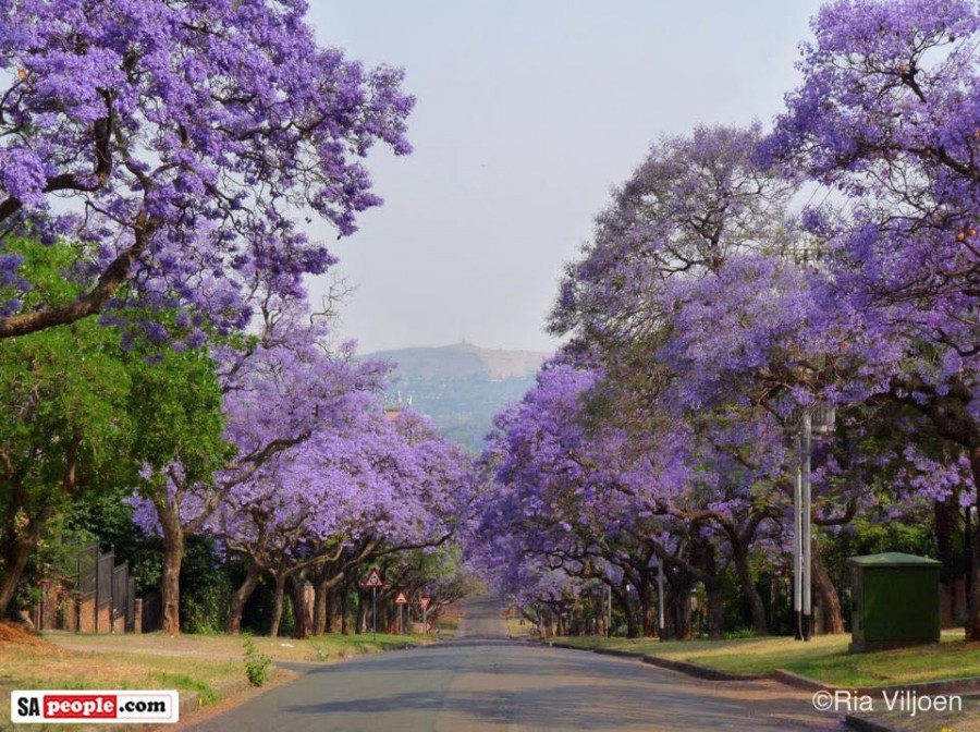 Jacarandas South Africa