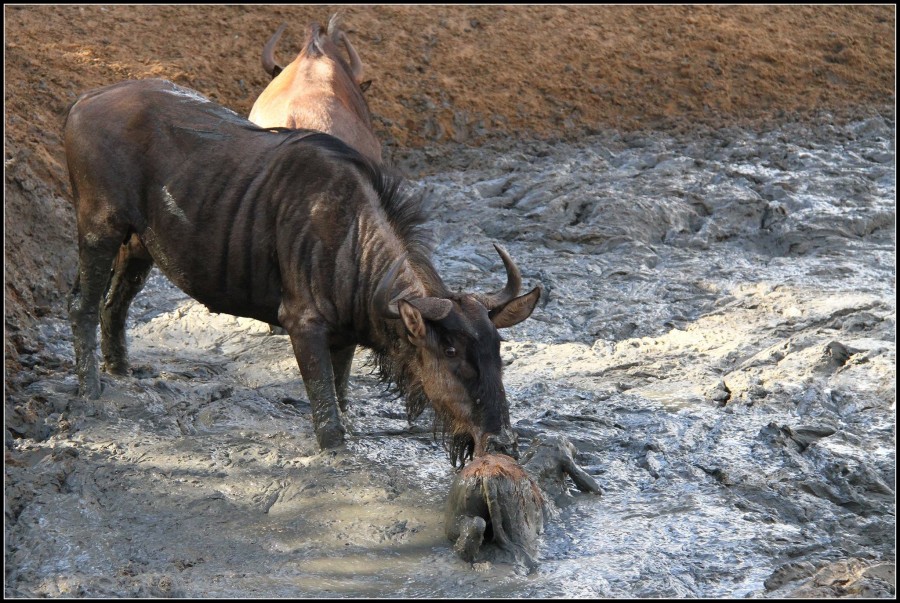 Wildebeest in Mud