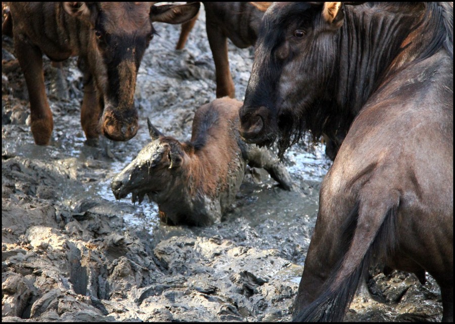 Wildebeest in Mud