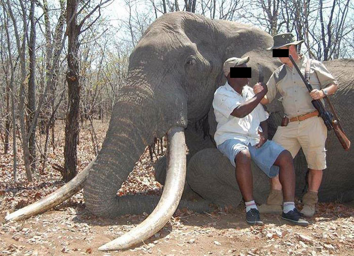 One of the pictures that appeared on Facebook alleged to be of the hunter and the elephant that was said to be Nkombo.