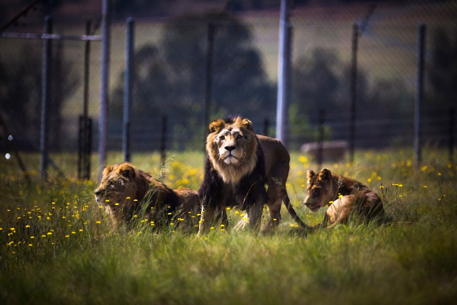 Lions settled into their new home.
