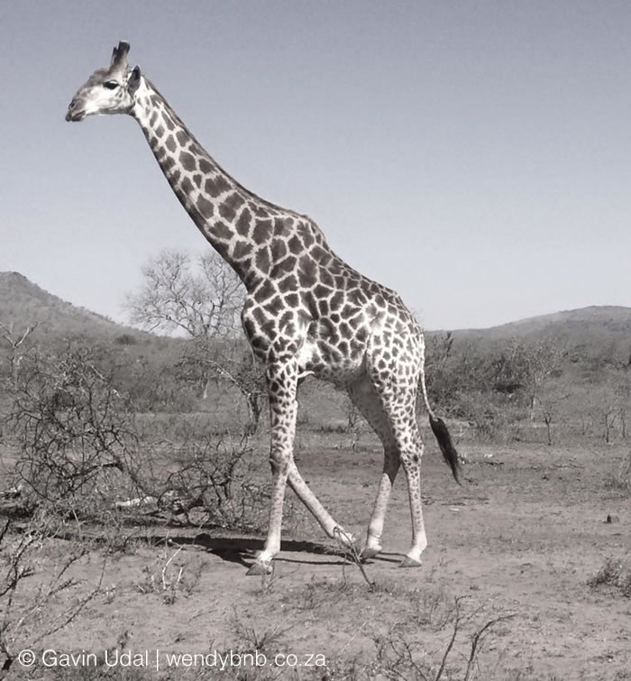 Wildlife during drought in South Africa