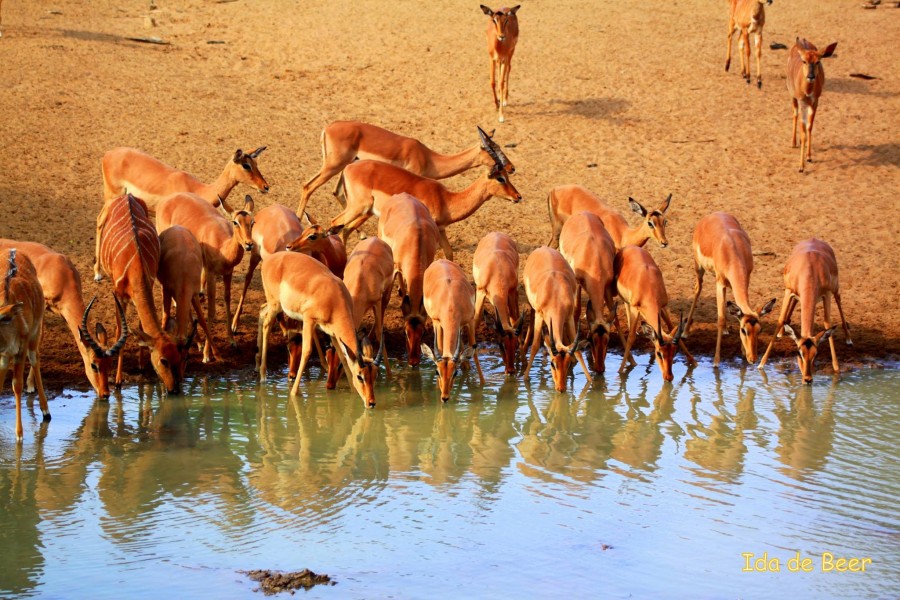 Impala at waterhole