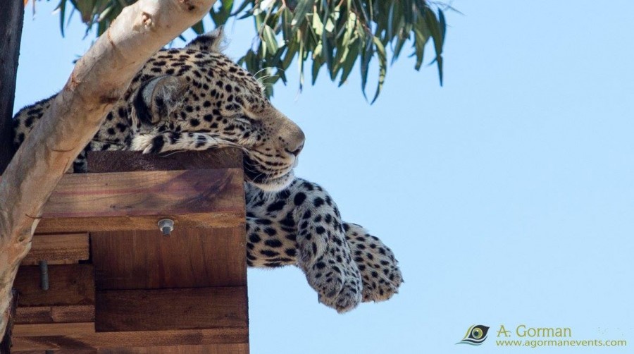Hanging out at Panthera Africa