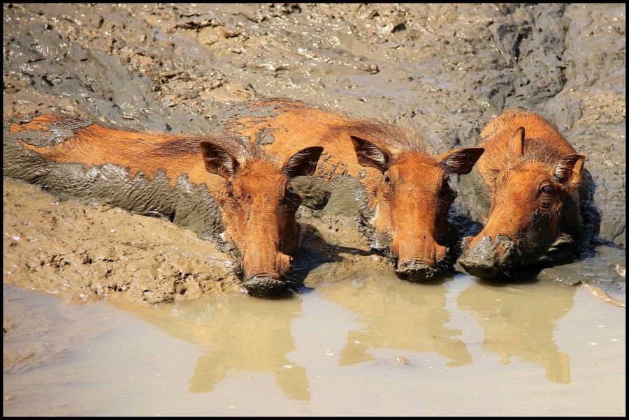 Happy as warthogs in mud...