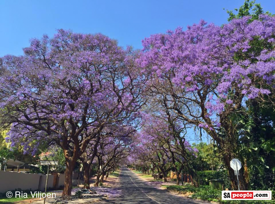 Jacaranda trees in Pretoria