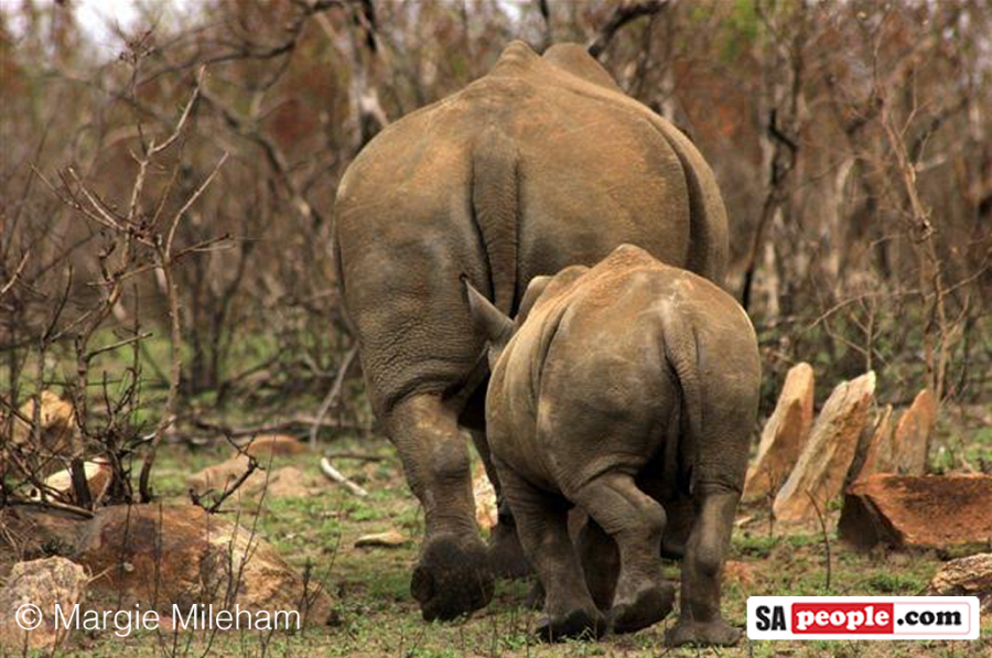 Rhino March