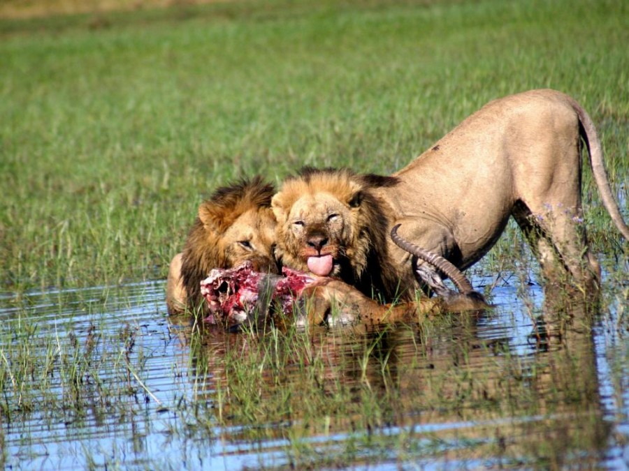 Two brothers feasting on a red lechwe. 