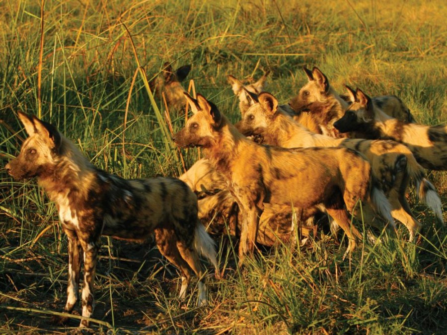 A pack of African wild dogs. Photo: Botswana Tourism.