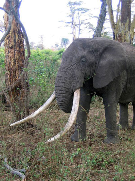elephant--nkombo