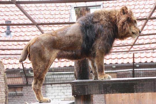 Gio is one of the six lions now in South Africa.