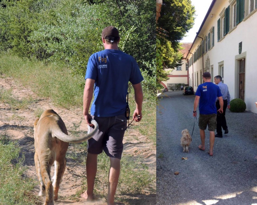 Gruener walking with lion and dog