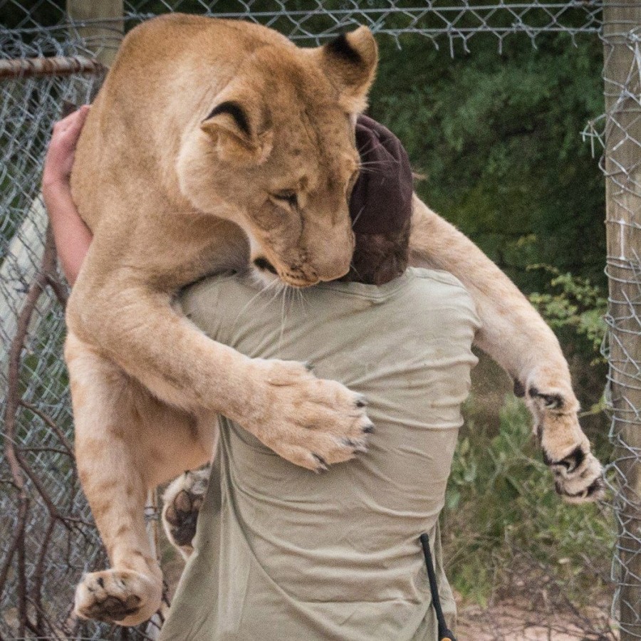 Gruener hugging lion, Sirga
