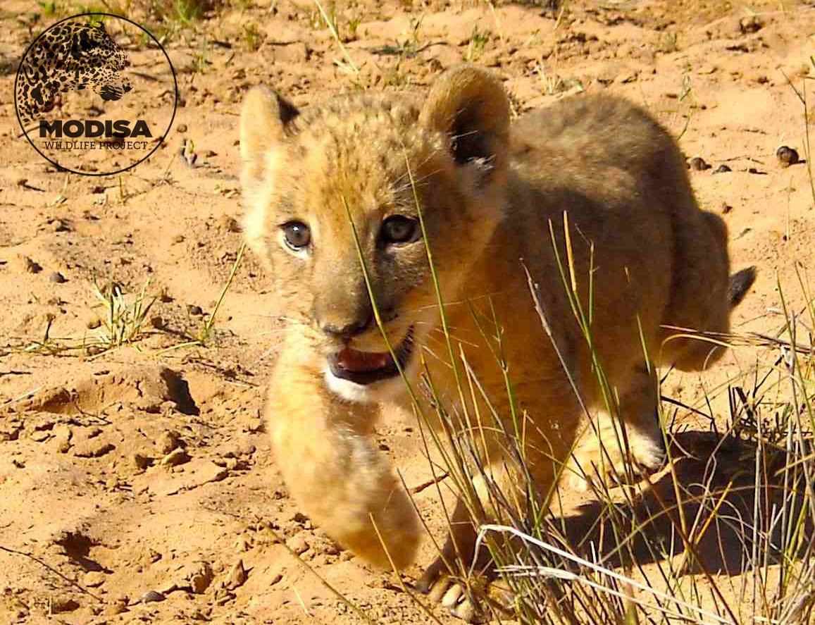 Sirga as a cub