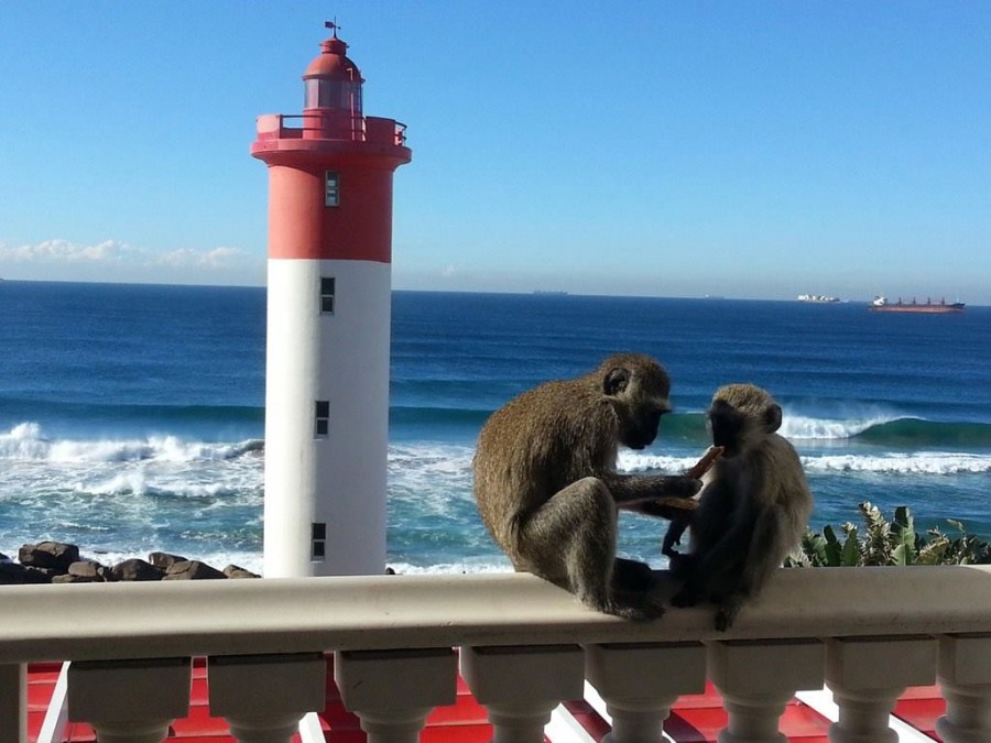 Monkey business in Umhlanga Rocks