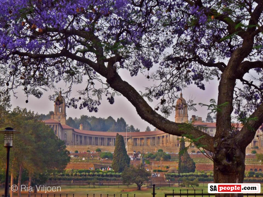 union-building-jacaranda-tree