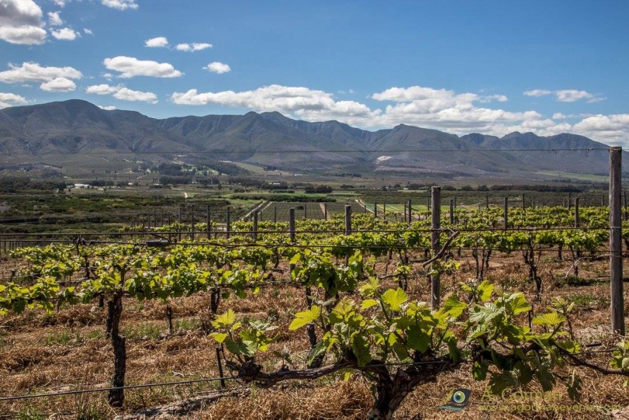 Chenin Blanc vines on Springfontein Wines