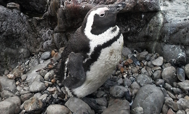 A moulting penguin at Stony Point. Source: CapeNature.