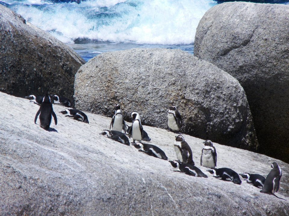 penguins-boulders
