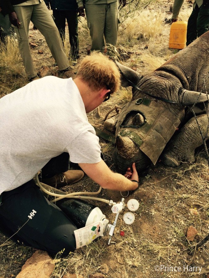 Prince Harry with dehorned rhino