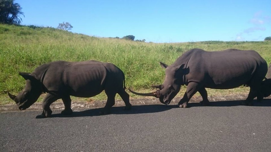 Rhinos slaughtered in KZN