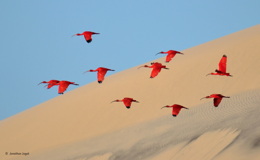 Flight of the Scarlet Ibis
